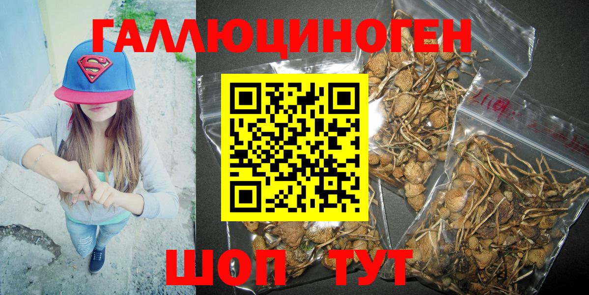 Галлюциногенные грибы мицелий  магазин    Губкинский  Галлюциногенные грибы Psilocybe  Вход с VPN 